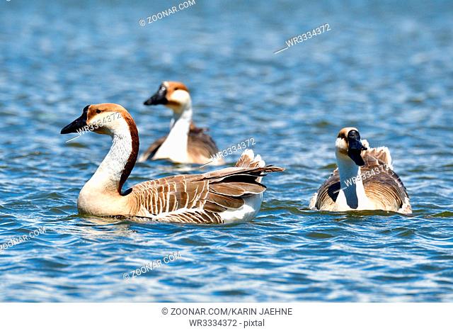 Swan Goose swim in a lake. Schwanengans am ammersse in Bayern