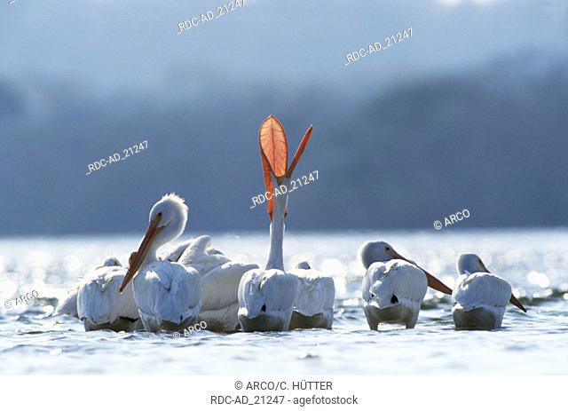 American White Pelicans Sanibel Island Florida USA Pelecanus erythrorhynchos
