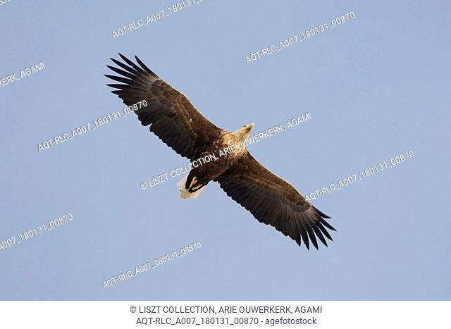 Adult White-tailed Eagle in flight, White-tailed Eagle, Haliaeetus albicilla
