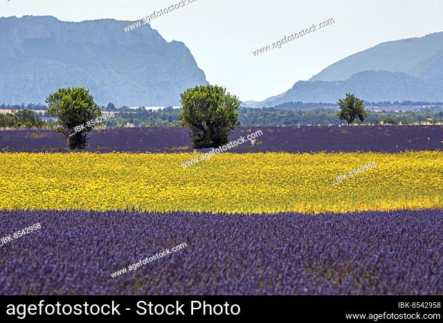 Field with yellow yarrow (Eriophyllum confertiflorum) and true common lavender (Lavandula angustifolia), Puimoisson, Plateau de Valensole, Provence