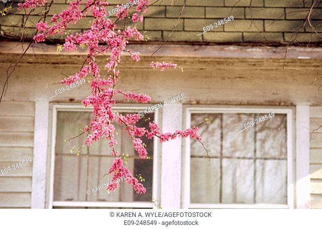 Redbud branch (Cercis siliquastrum) hanging down in front of house, Bloomington, Indiana, USA