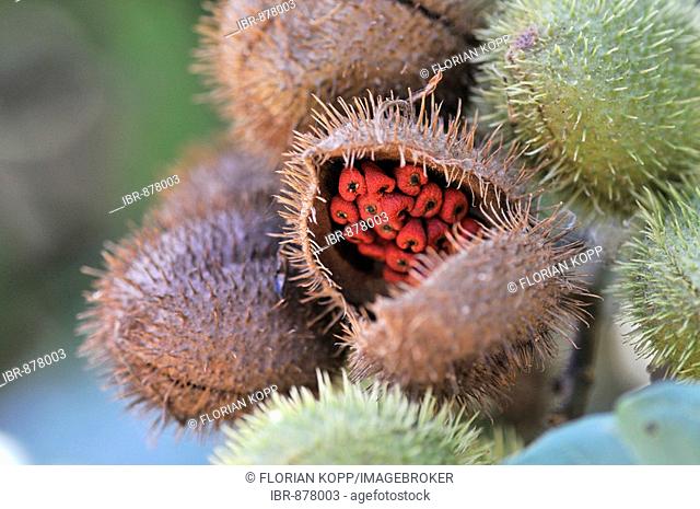 Achiote shrub (Bixa orellana) with ripe fruit from which the red pigment Annatto for food and cosmetics is extracted from its seeds, Via Exaltacion, Caranavi