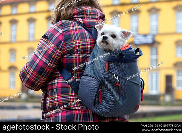 29 January 2022, Lower Saxony, Osnabrück: A small dog sits in the backpack. Photo: Friso Gentsch/dpa. - Osnabrück/Lower Saxony/Germany