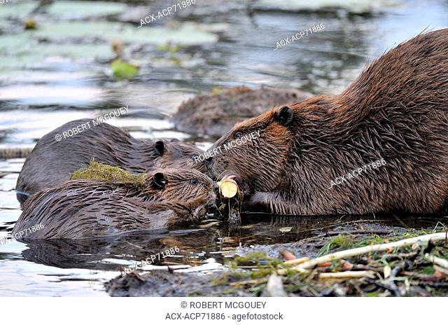 A mother beaver, Castor canadenis, and two small young beavers chewing bark off the same piece of aspen tree in the beaver pond at Hinton Alberta Canada