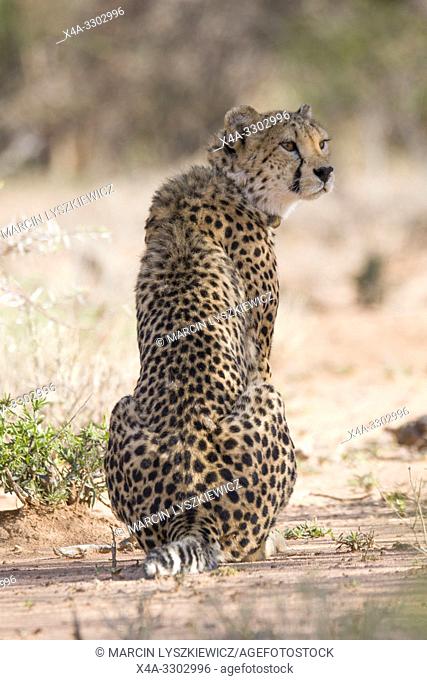Portrait of sitting Cheetah, Okonjima Nature Reserve, Namibia
