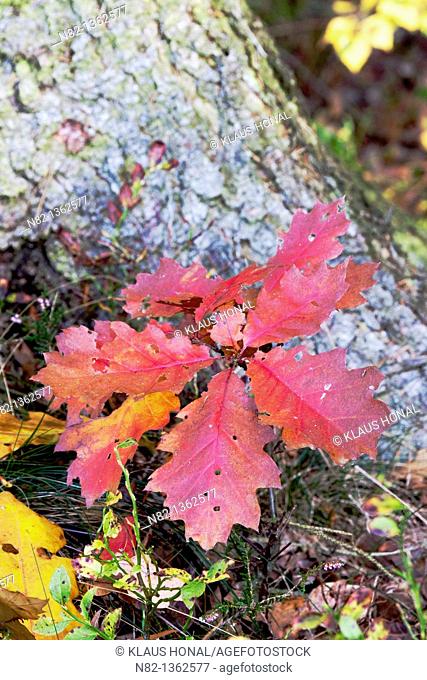 Small oak tree in autumn - Bavaria/Germany