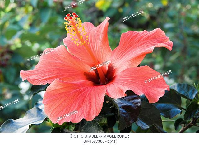 Red hibiscus flower (Hibiscus)