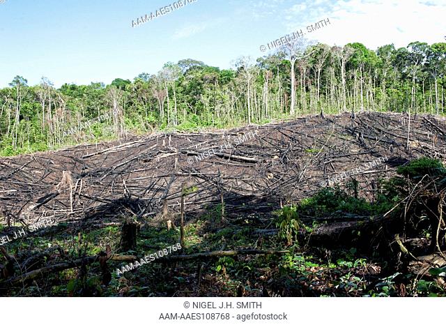 Field (roca) cleared in old secondary forest by Tuyuka. Near Sao Pedro, Rio Tiquie, Amazonas, Brazil, 11-8-12