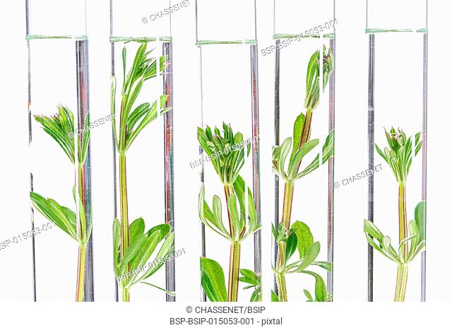 Plants in test tubes