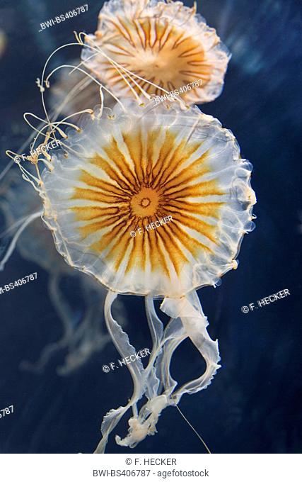 compass jellyfish, red-banded jellyfish (Chrysaora hysoscella), two compass jellyfishes