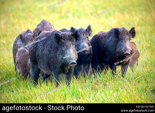 Numerous herd of wild animals in nature. Wild boars, sus scrofa, on a meadow wet from dew. Nature early in the morning with moisture covered grass