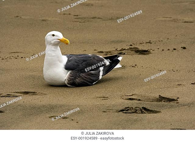 Seagull seating on the sand