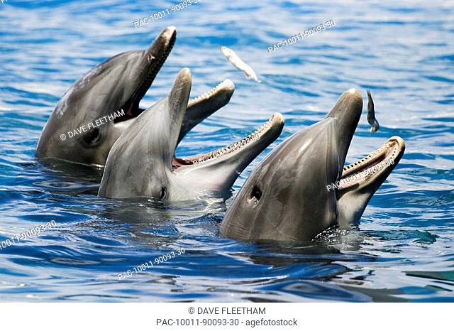 Hawaii, Oahu, Sea Life Park, Three Bottlenose Dolphins catching their meal
