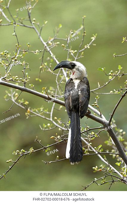 Von der Decken's Hornbill (Tockus deckeni) adult female, perched on branch, Shaba National Reserve, Kenya, October
