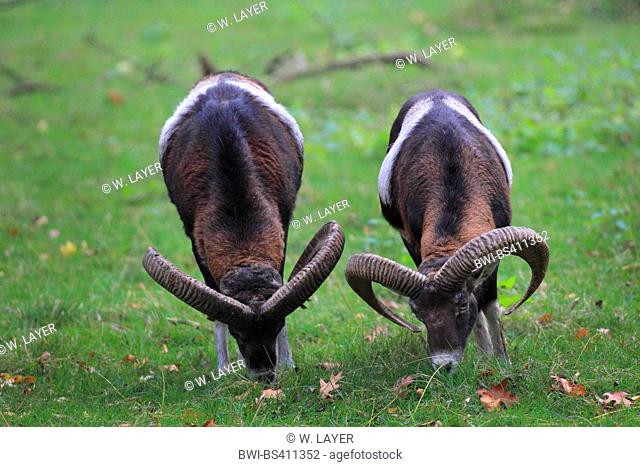 Mouflon (Ovis musimon, Ovis gmelini musimon, Ovis orientalis musimon), two rams feeding, Germany