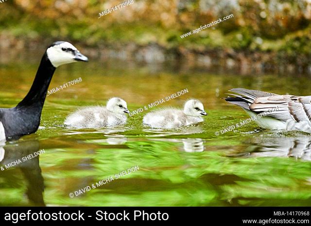 barnacle goose (branta leucopsis) mother with her chick, swimming on a lake, bavaria, germany