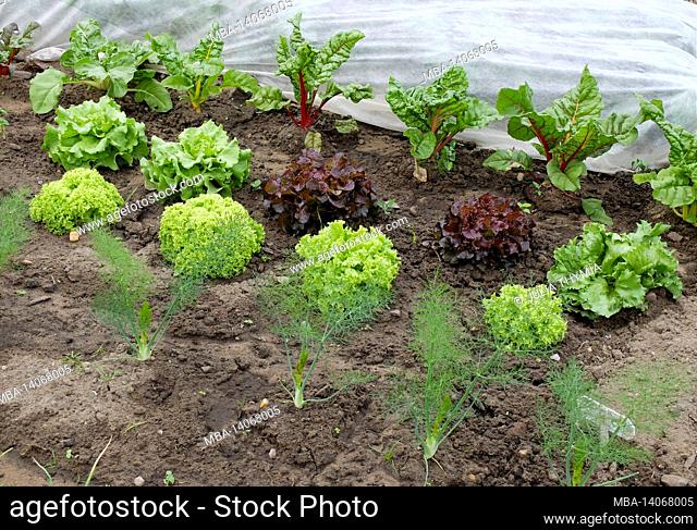 mixed culture in the bed: fennel (foeniculum vulgare), lettuce (lactuca sativa), swiss chard (beta vulgaris)