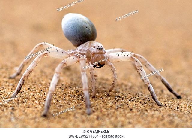 Dancing White Lady, Wheel Spider Radspinne, on sandy ground, Namibia