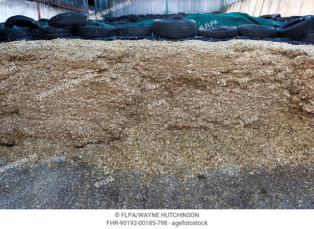 Maize (Zea mays) silage clamp, to fed to dairy cattle, Cumbria, England, February