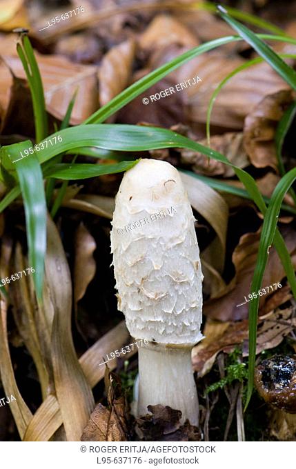 Ink cap mushroom (Coprinus comatus), Irati forest, Navarra, Spain