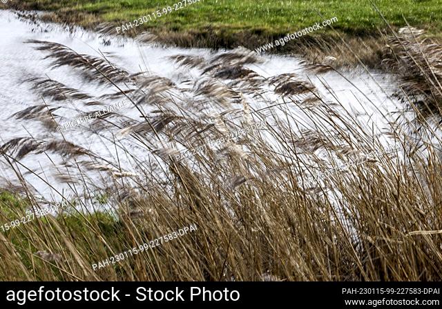 15 January 2023, Schleswig-Holstein, St. Peter-Ording: Shoreline vegetation is tossed about by gale-force winds. Photo: Axel Heimken/dpa. - St
