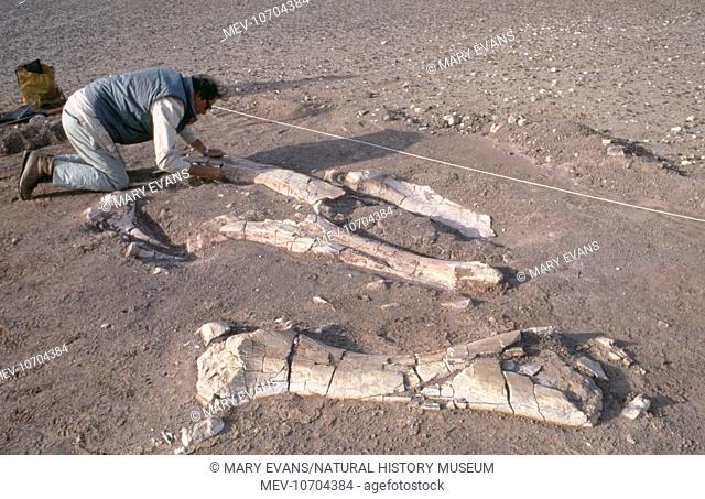 Cleaning exposed elements of the fore and hind limbs of a sauropod dinosaur