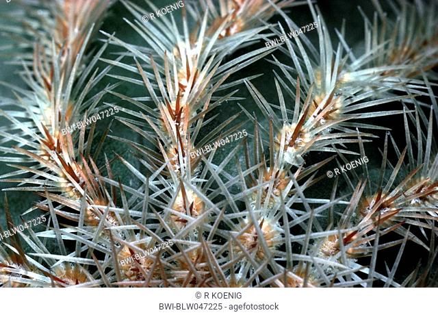 hedgehog cactus Echinocereus pectinatus., spines