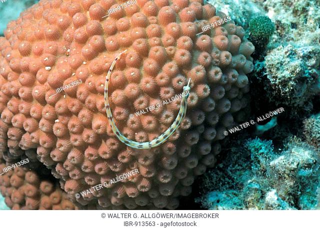 Network Pipefish (Corythoichthys flavofasciatus) on a coral, Ari Atoll, Maldives, Indian Ocean