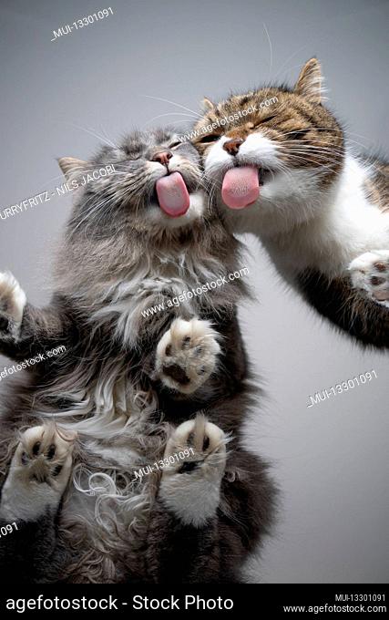 bottom view of two different breed cats licking treats off glass table together