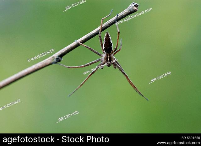 Fantastic fishing spider, nursery web spider (Pisaura mirabilis), Germany, Europe