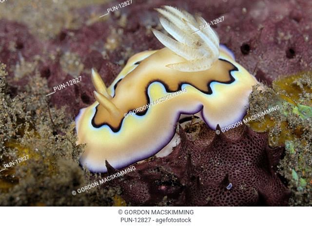 This nudibranch Chromodoris coi gives an impressive display of pastel shades picked out by contrasting borders The feathery appendages to the right are the...