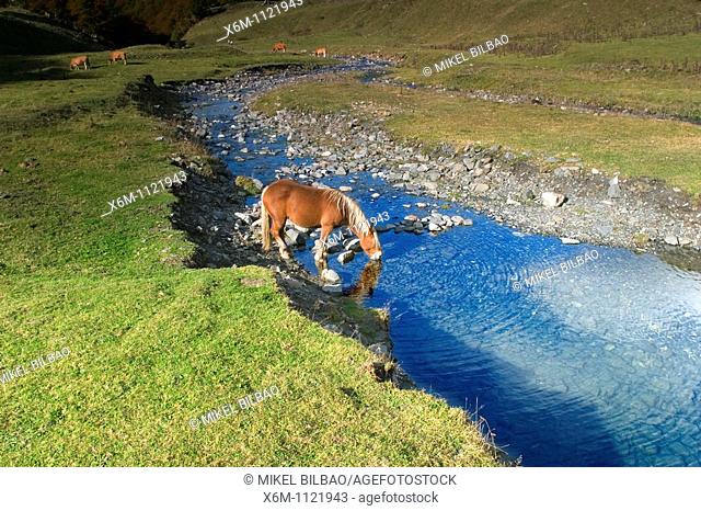 horse in a mountain meadow  La Artiga de Lin  Aran Valley  Lerida province  Catalonia, Spain, Europe