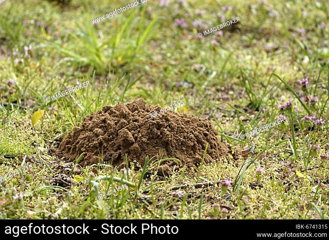 Mole mound in a meadow, Baden-Württemberg, Germany, Europe