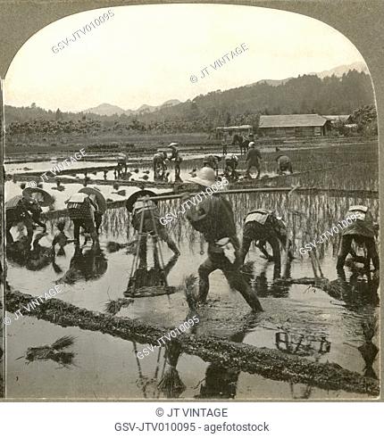 Cultivating the Fields and Planting Rice, Japan, Single Image of Stereo Card, Standard Scenic Company, 1906
