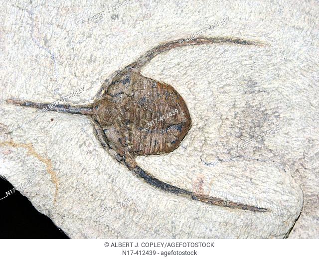 Fossil (Ampyx sp.)