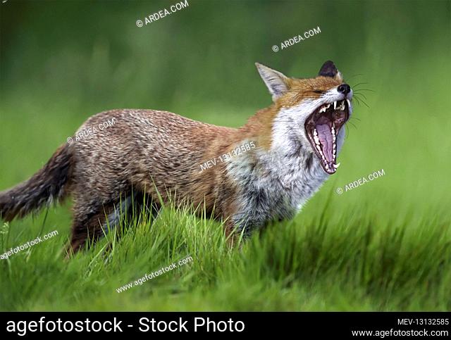 Red fox, Vulpes vulpes, yawning on grass field. is the largest of the true foxes and one of the most widely distributed members of the order Carnivora