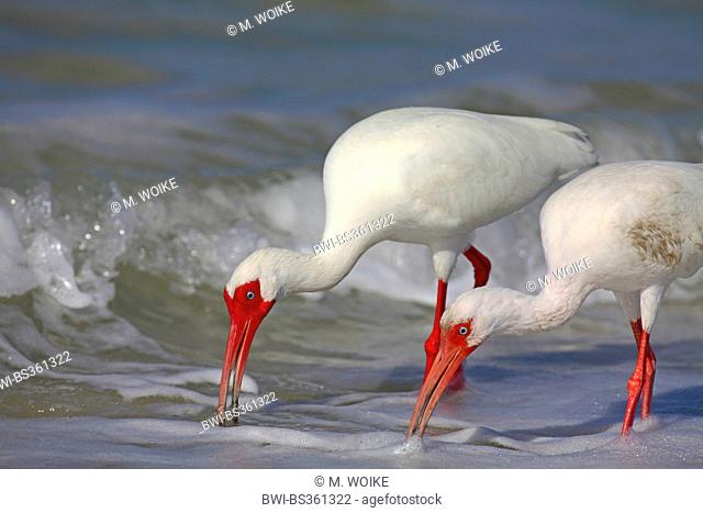 white ibis (Eudocimus albus), on the feed in the sea, USA, Florida, Lovers Key
