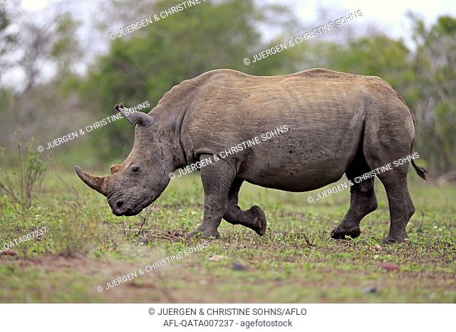 White Rhinoceros, Square-Lipped Rhinoceros, (Ceratotherium simum), adult male walking searching for food, Hluhluwe Umfolozi Nationalpark