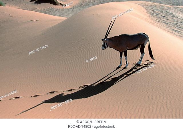 Gemsbok Namib desert Namibia Oryx gazella side