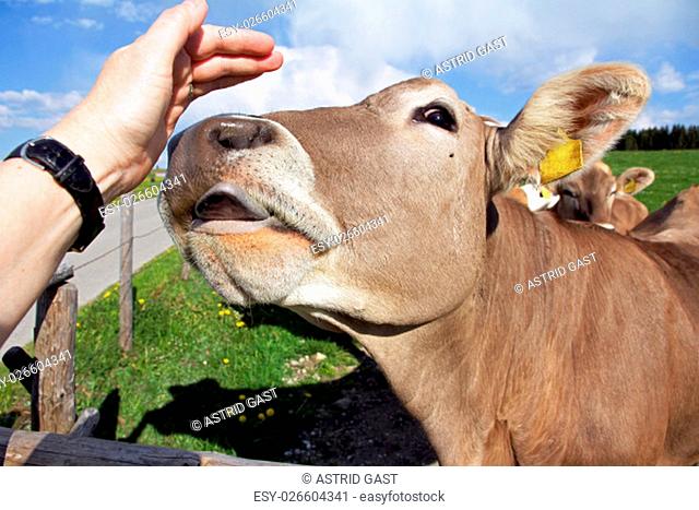 a cow will lick the hand of a woman