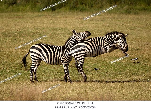 Common Zebra, Equus burchelli, Ngorongoro Crater, Tanzania, Africa