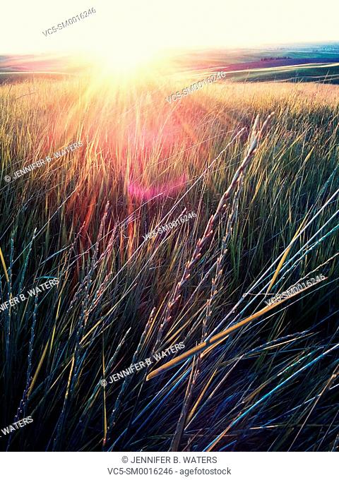 Summer sunset in the Palouse, Whitman County, eastern Washington, USA
