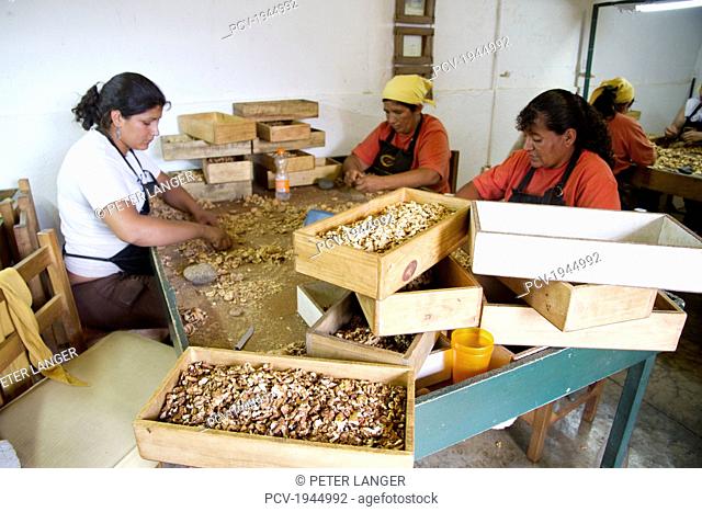 Women cracking walnuts at Huayrapuca Nueces, Tinogasta, Catamarca, Argentina