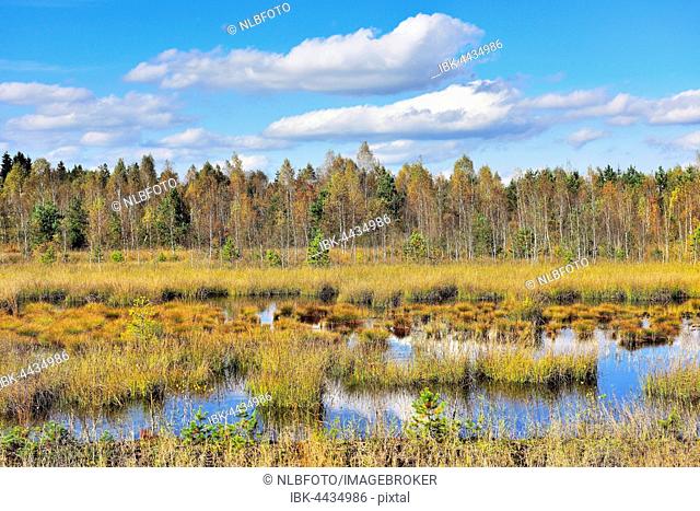 Moorland pond with lakeshore bulrushes (Schoenoplactus lacustris) and birch trees (Betula pubescens), autumn colors, Grundbeckenmoor near Rosenheim