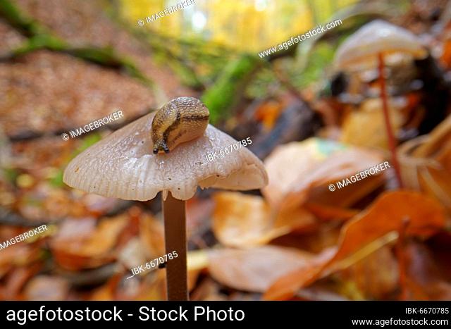 Forest road snail (Arion silvaticus), Hesse, Germany, Europe