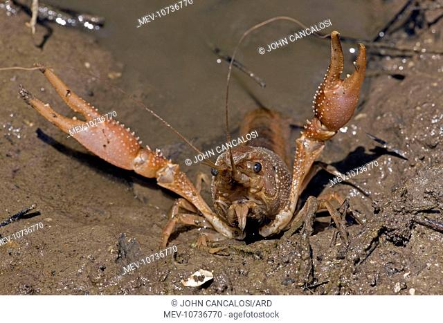 Red Swamp Crawfish (Crayfish) (Procambarus clarkii)