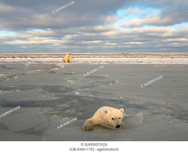 Polar Bear Cub in Newly Forming Pack Ice with Its Mother on Shore