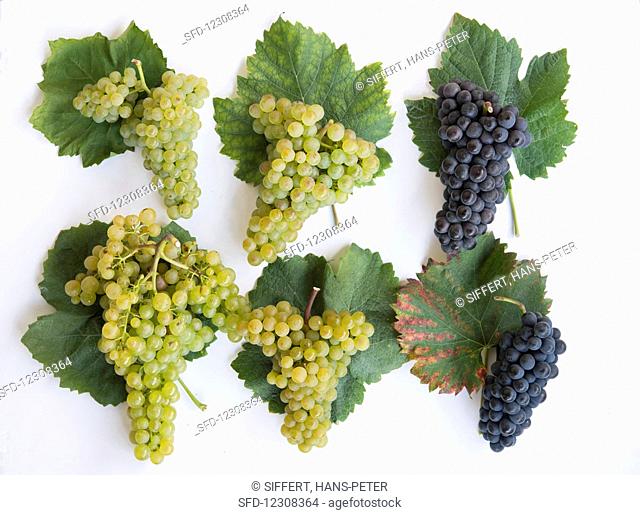 Various old Valais grape varieties with wine leaves