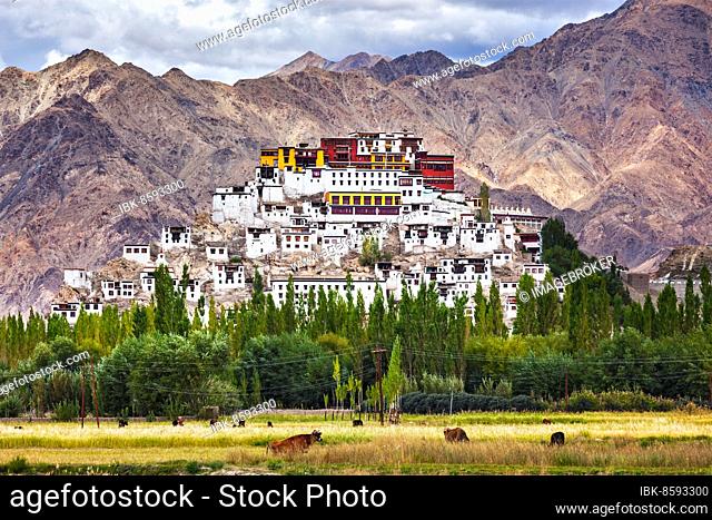 Thikse Gompa or Thikse Monastery (also transliterated from Ladakhi as Tikse) (Tiksey or Thiksey), Tibetan Buddhist monastery of the Yellow Hat (Gelugpa) sect
