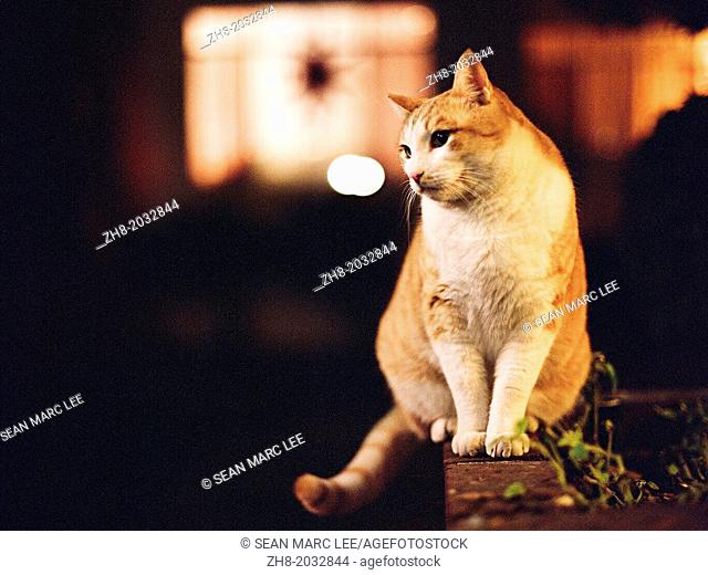 A portrait of a orange and white cat at night in Los Angeles